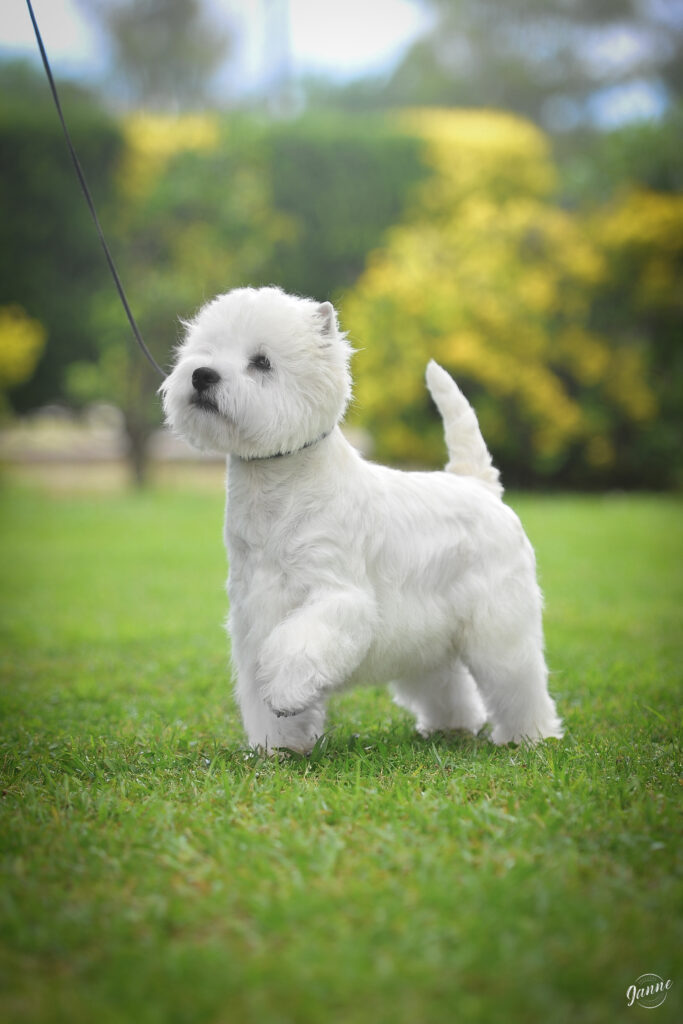 The Dashing Devils Bulletproof