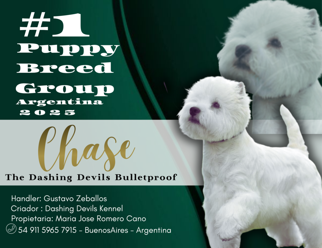 The Dashing Devils Bulletproof 1 Ranking