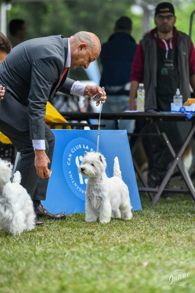 JCH Gr Ch Ch Int Druids Fiesta