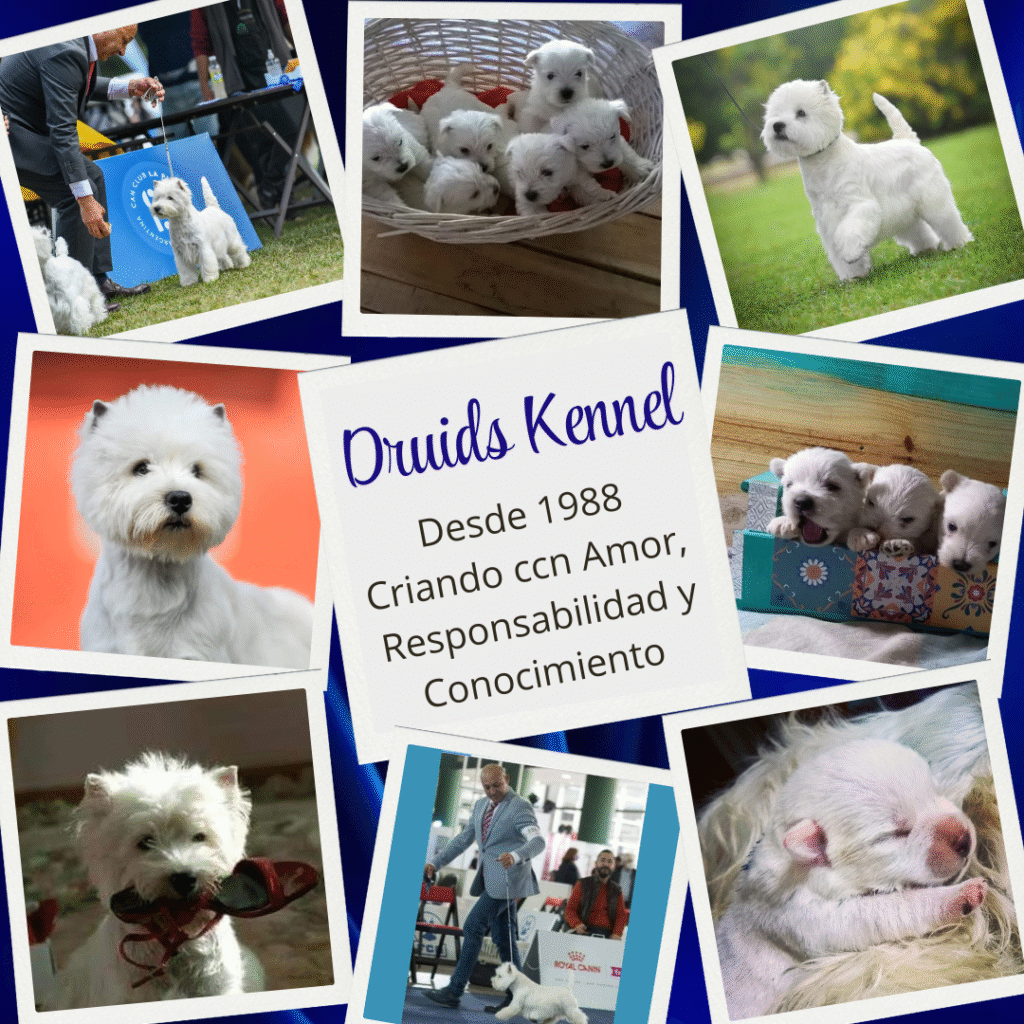 Druids Kennel West Highland White Terrier