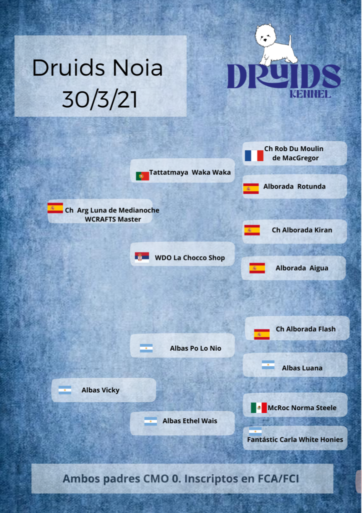 Pedigree Druids Noia