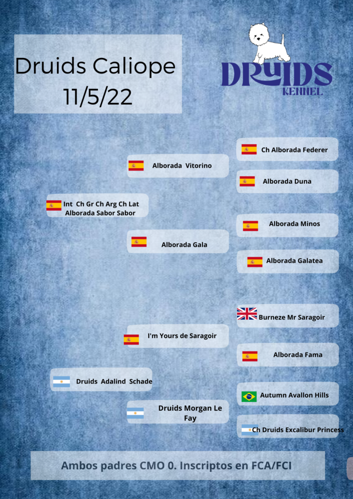 Pedigree Druids Caliope