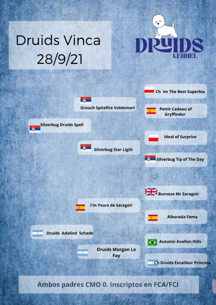 Pedigree Druids Vinca